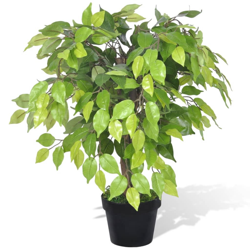 Tekokasvi Bonsaifiikus Ruukussa 60 cm - Sisustajankoti.fi